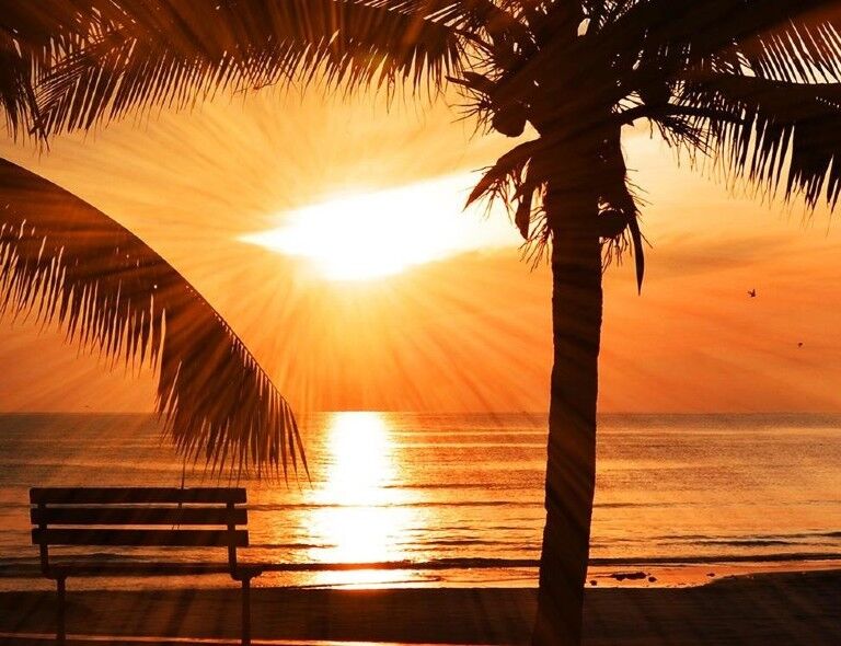 Bench on a beach with a palm tree beside it, overlooking a serene sunset (AI Art)