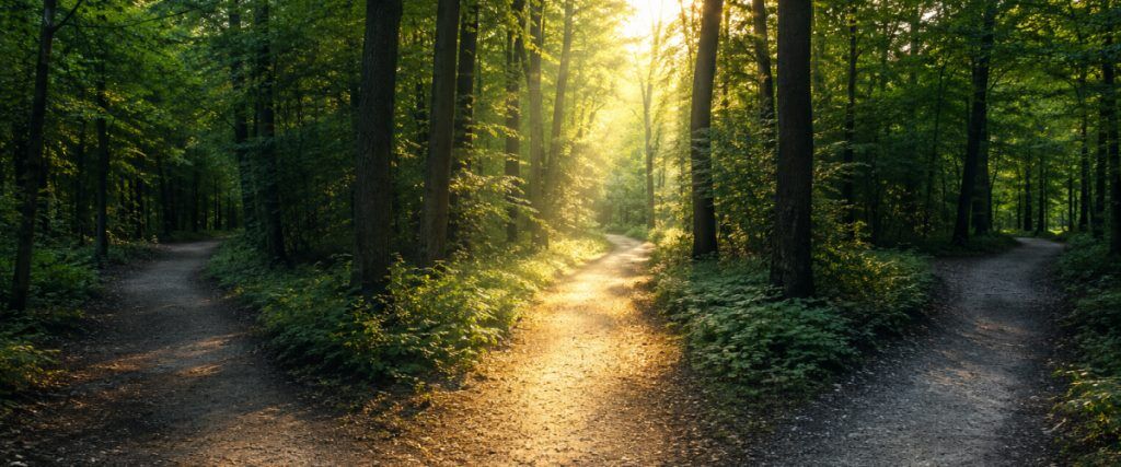 Concept art of an article about Comparing International Planning Firms For Americans: forest path with multiple trails (AI Art)